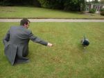 wtf kinda pigeon?