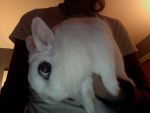 he is a dwarf hotot that's why his eyes are big ok
