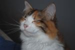 dat cat