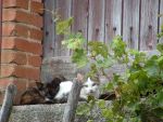Sleeping the day away... Get down here and bring that other one with you.