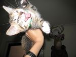 AT LAST I HAVE FINALLY CAUGHT THE WILD BEAST WHO WAS SPREADING TERROR THROUGH THIS TOWN