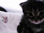 Sometimes I "socialize kittens" meaning I sit on the floor in the middle of a kitten pile.